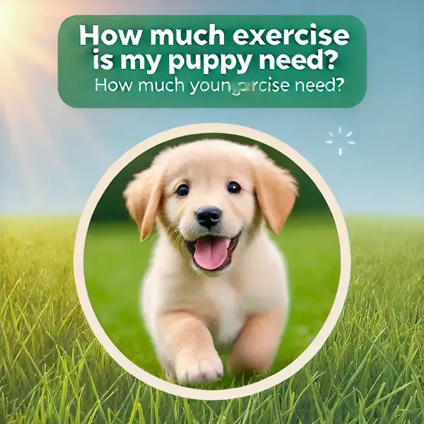 How Much Exercise Does My Puppy Need